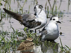 White-winged Tern