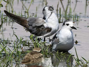 Guifette leucoptère