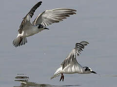 White-winged Tern