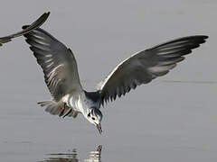 White-winged Tern