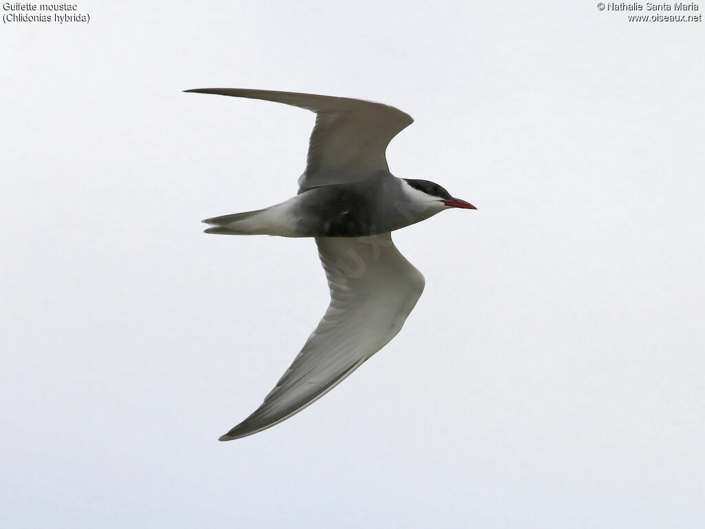 Whiskered Ternadult breeding, Flight