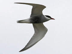 Whiskered Tern