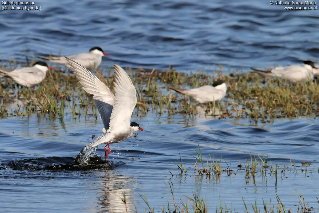 Guifette moustacadulte nuptial, identification, pêche/chasse