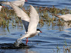 Whiskered Tern