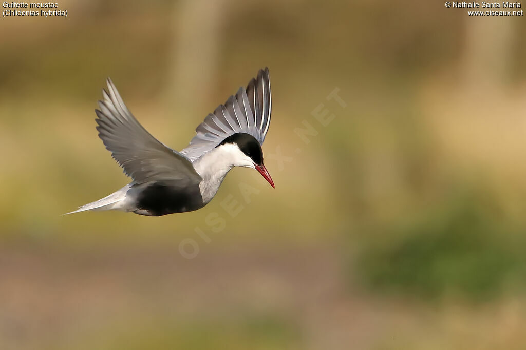 Whiskered Ternadult breeding, Flight