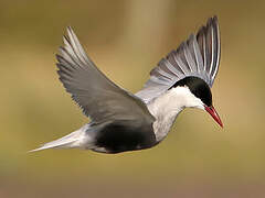 Whiskered Tern