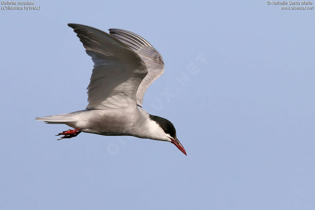 Whiskered Ternadult breeding, identification