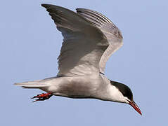 Whiskered Tern