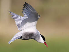 Whiskered Tern