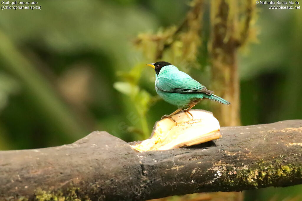 Green Honeycreeperadult, identification, eats