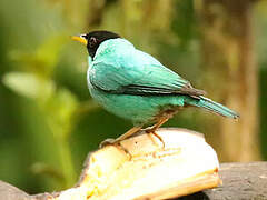 Green Honeycreeper