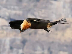 Bearded Vulture