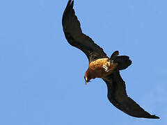 Bearded Vulture