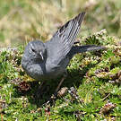 Haplospize gris-de-plomb
