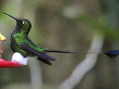 White-booted Racket-tail