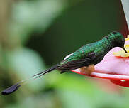 Haut-de-chausses du Pérou