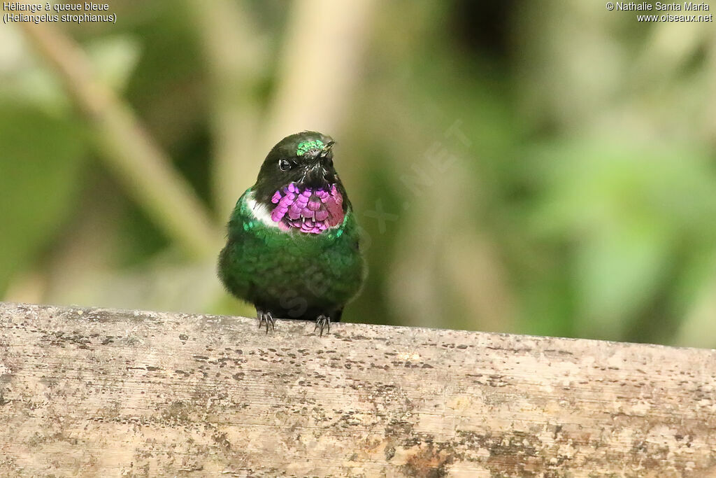 Gorgeted Sunangeladult, identification