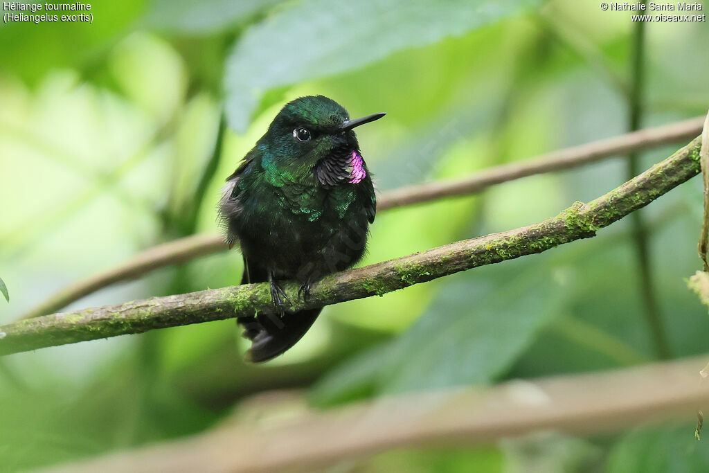 Héliange tourmaline mâle adulte, identification