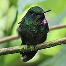 Héliange tourmaline