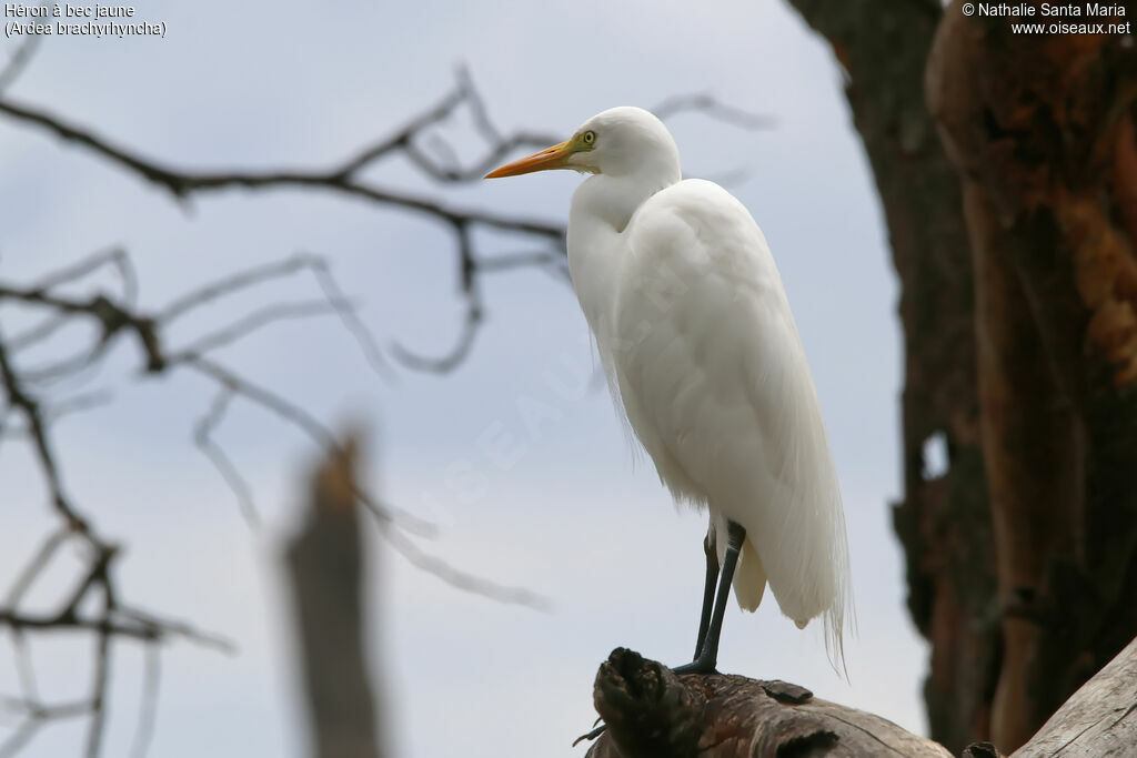 Héron à bec jauneadulte, identification, habitat