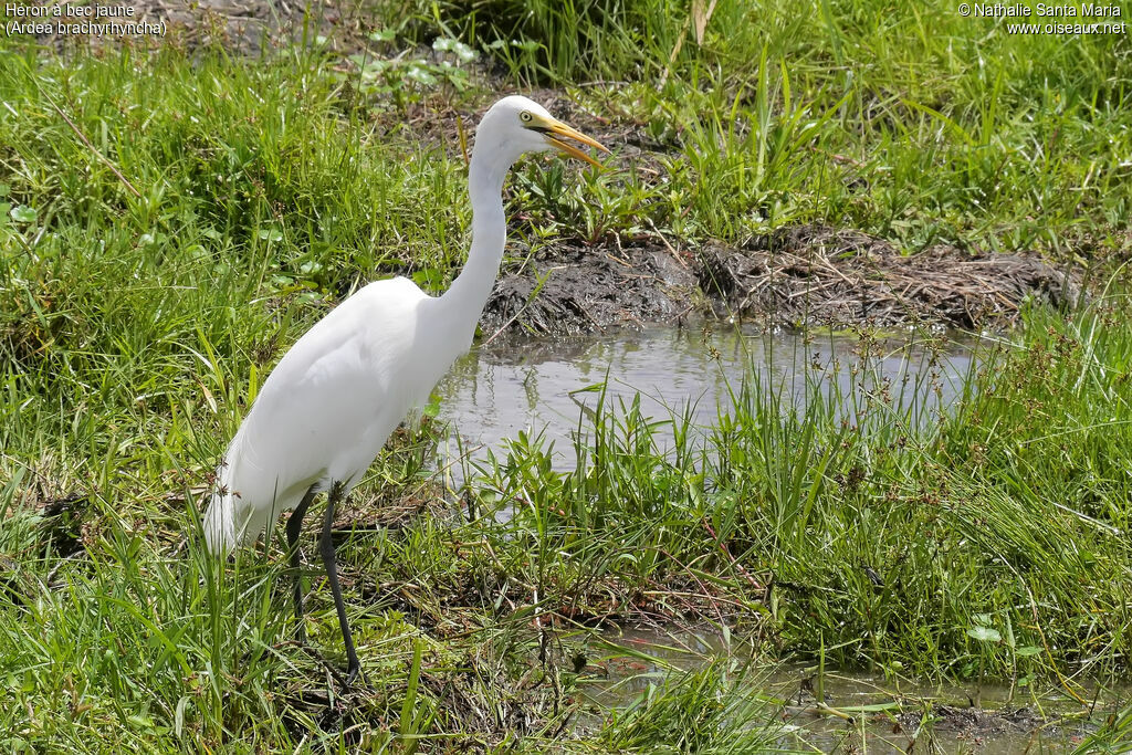 Héron à bec jauneadulte, identification, habitat, pêche/chasse