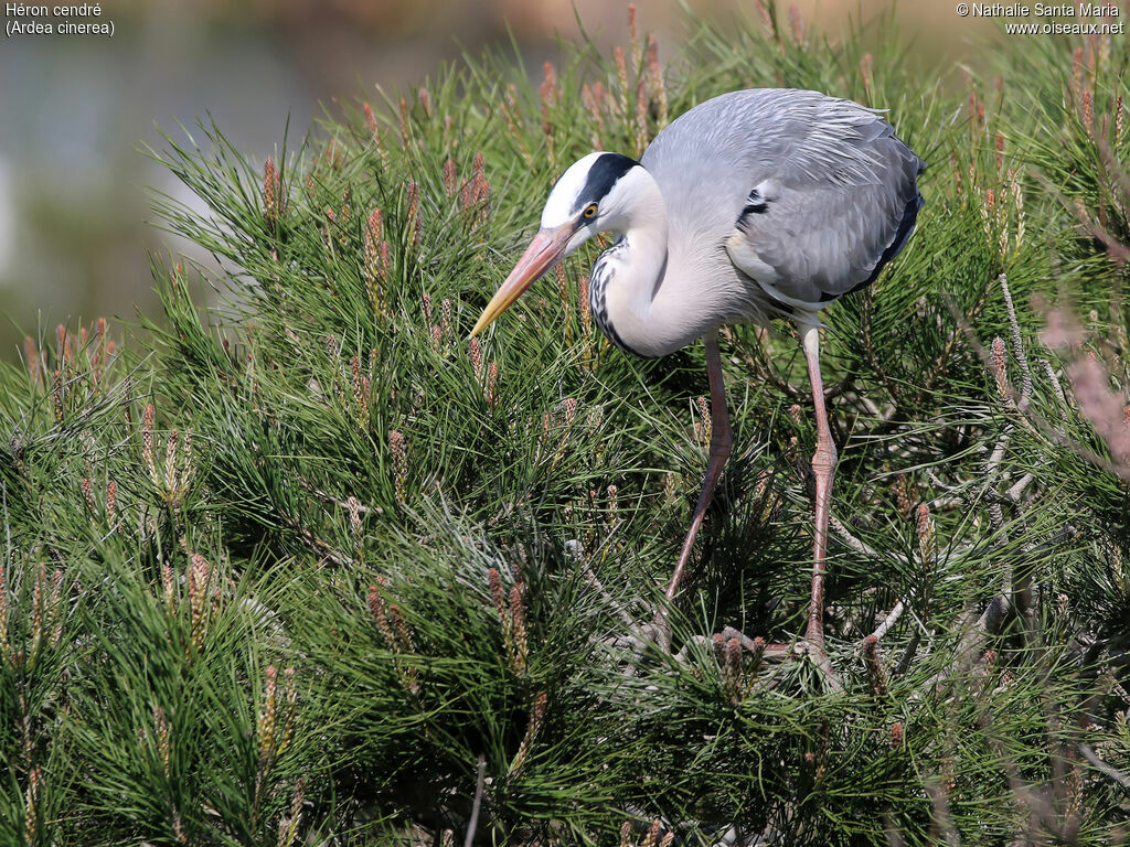 Grey Heronadult breeding, identification, Reproduction-nesting