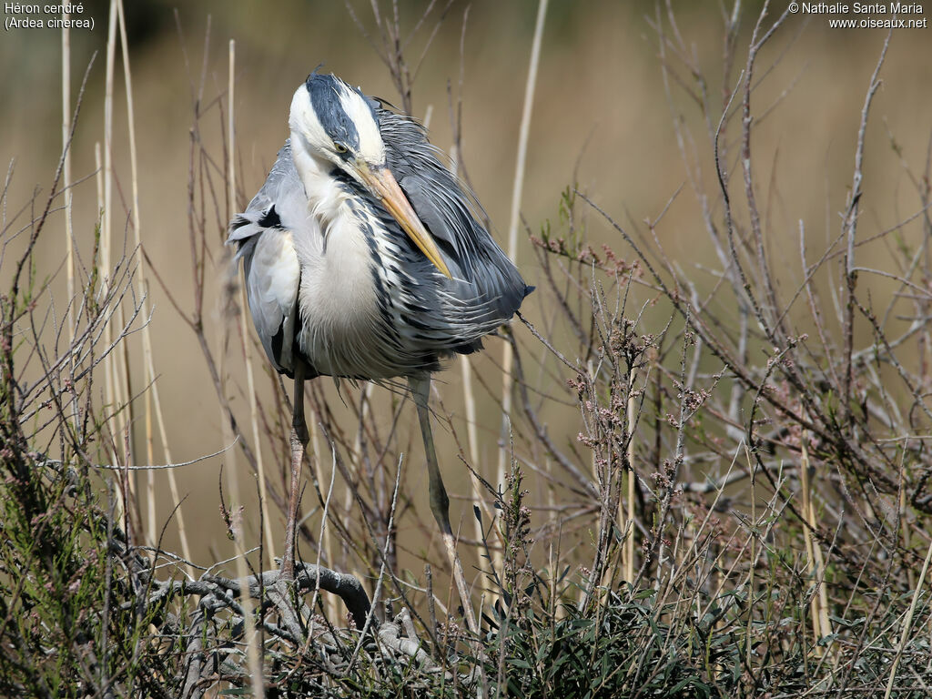 Grey Heronadult breeding, identification, habitat, Reproduction-nesting, Behaviour