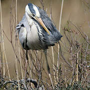 Grey Heron