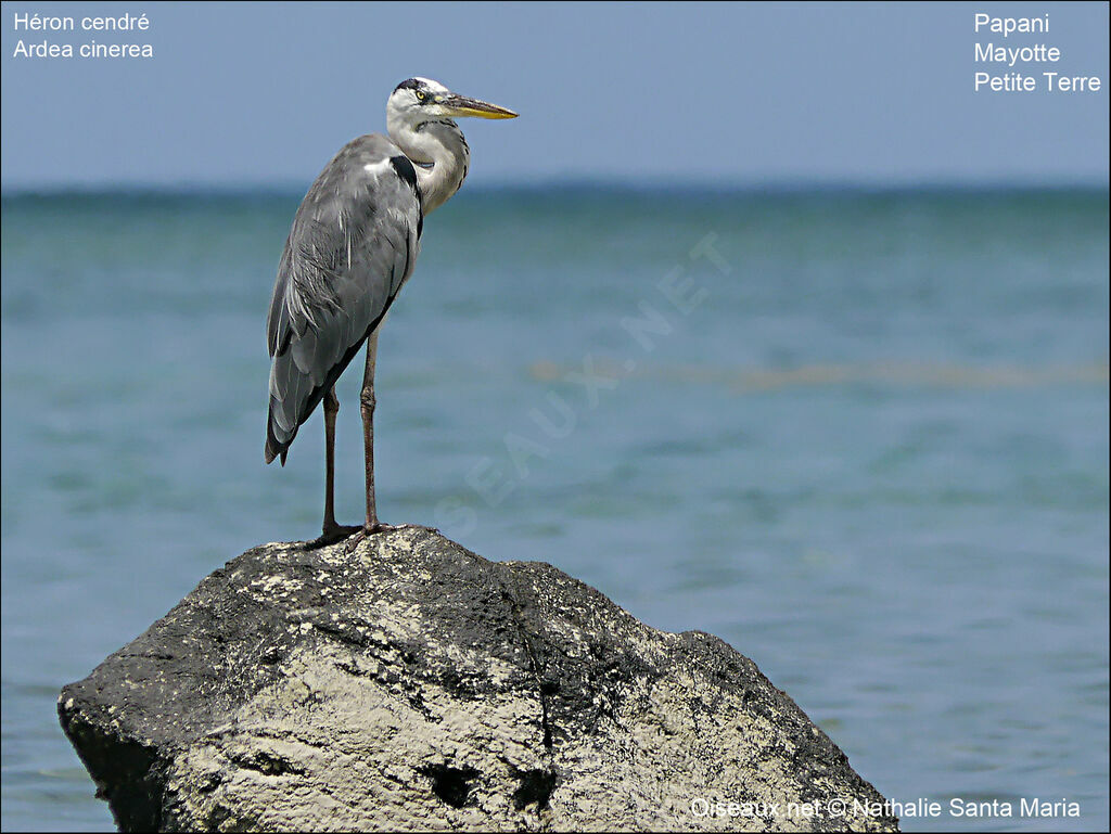 Grey Heronadult, identification, habitat, Behaviour