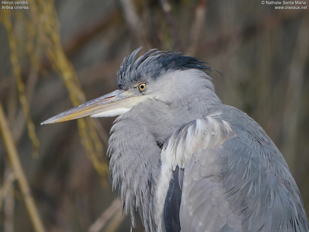 Grey Heronjuvenile, identification, close-up portrait, Behaviour