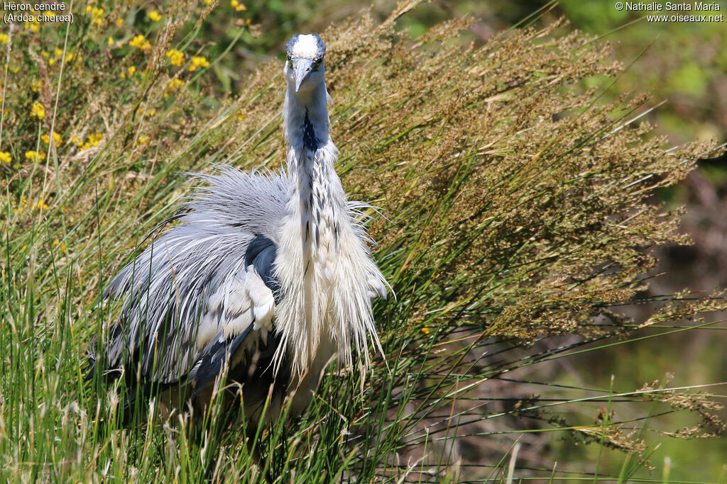 Héron cendréadulte, identification, habitat, soins, Comportement