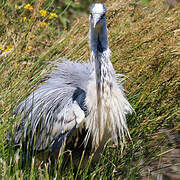 Grey Heron