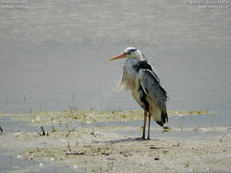 Grey Heronadult breeding, identification, habitat, Behaviour