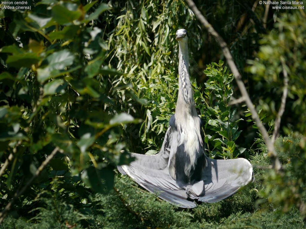 Grey Heronadult breeding, Behaviour