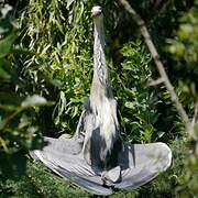 Grey Heron