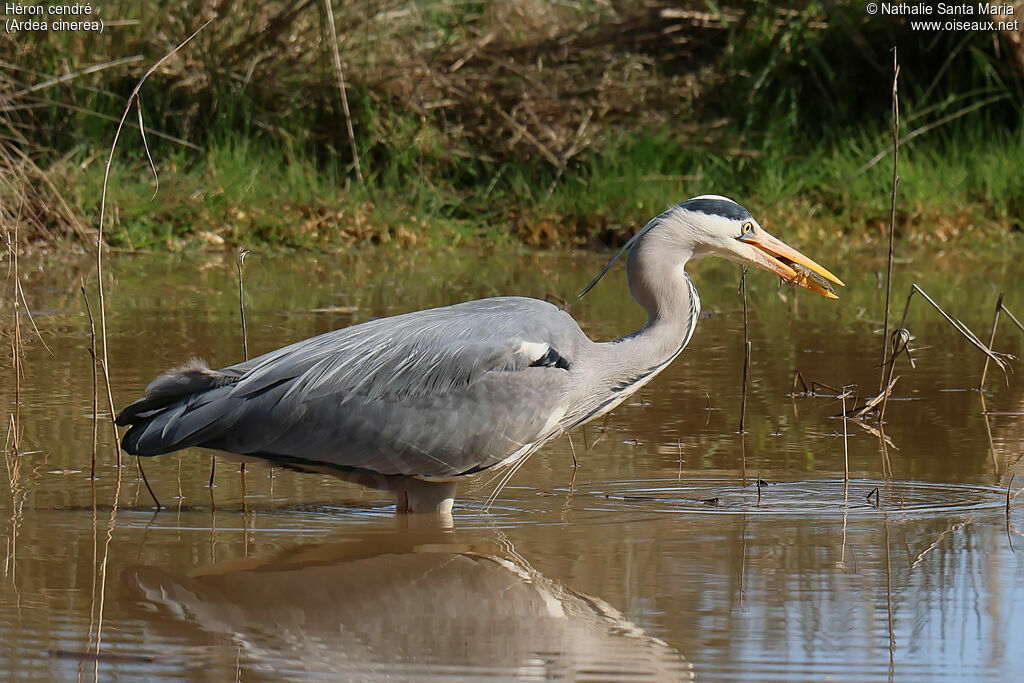 Héron cendréimmature, identification, Comportement