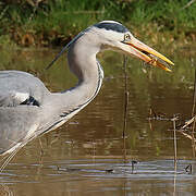 Grey Heron