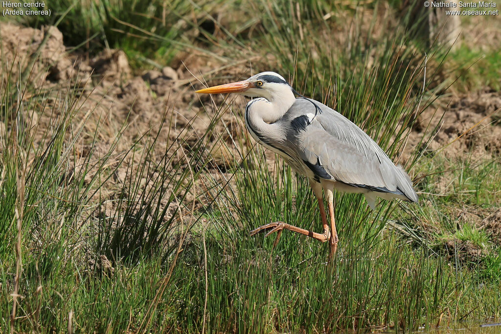 Grey Heronadult breeding, identification, care, Behaviour