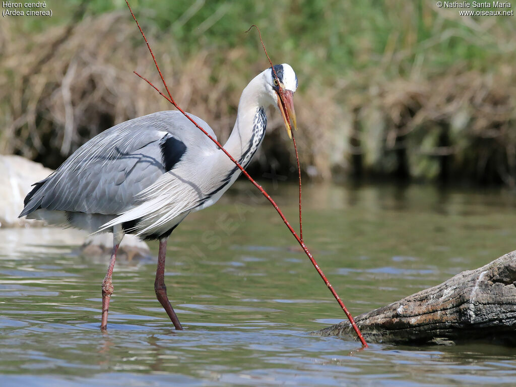 Grey Heronadult breeding, identification, Reproduction-nesting