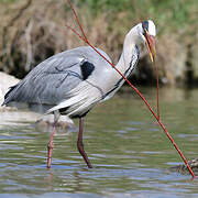 Grey Heron