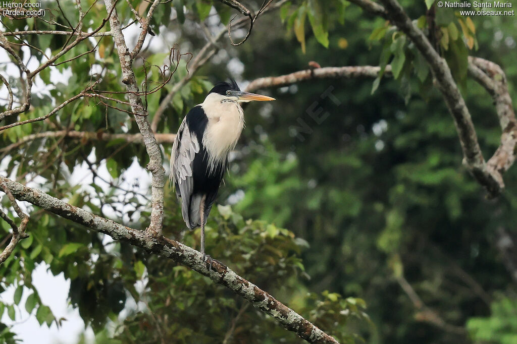 Héron cocoiadulte, identification
