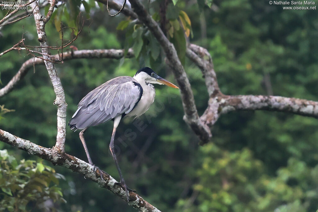 Héron cocoiadulte, identification, marche