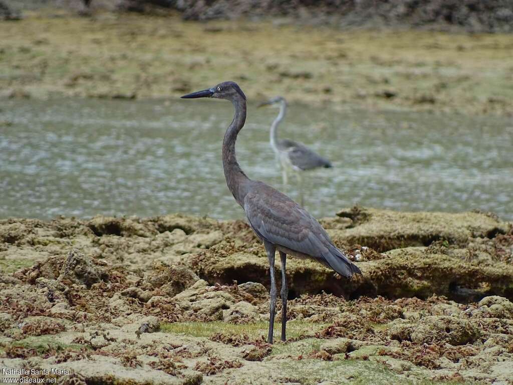 Humblot's Heron, identification