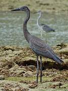 Humblot's Heron