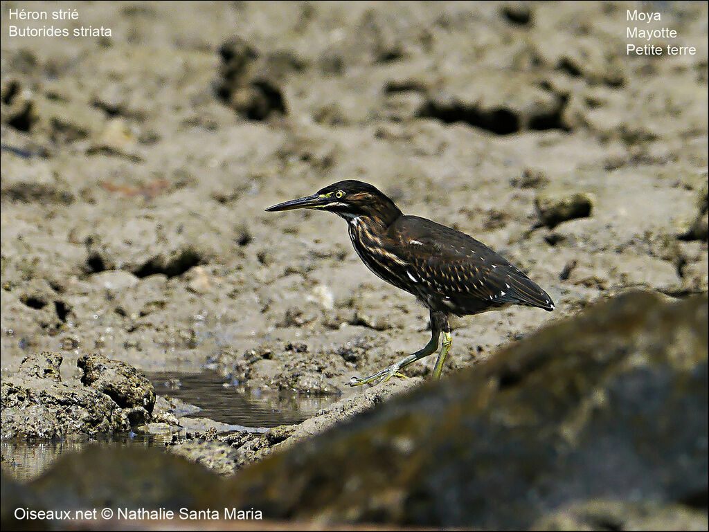 Héron des mangrovesjuvénile, Comportement