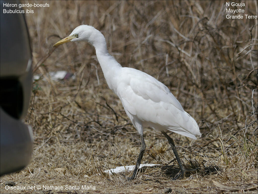 Héron garde-boeufsadulte, identification, habitat, marche, Comportement