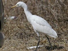 Western Cattle Egret