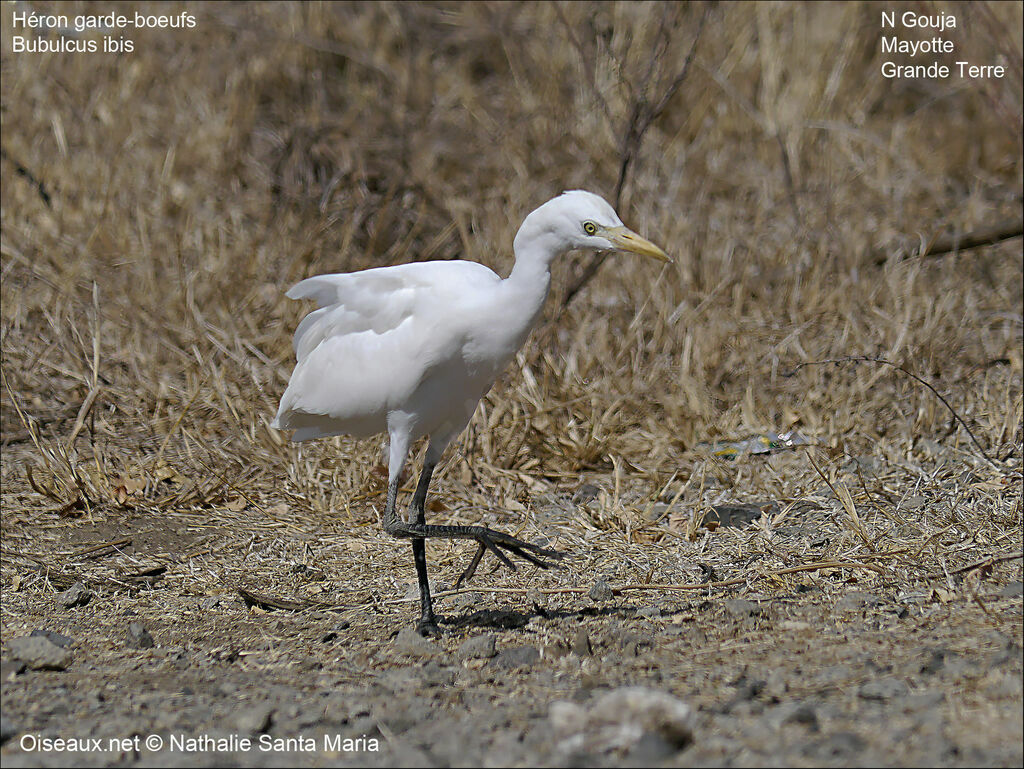 Western Cattle Egretadult, identification, habitat, walking