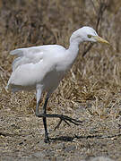 Western Cattle Egret