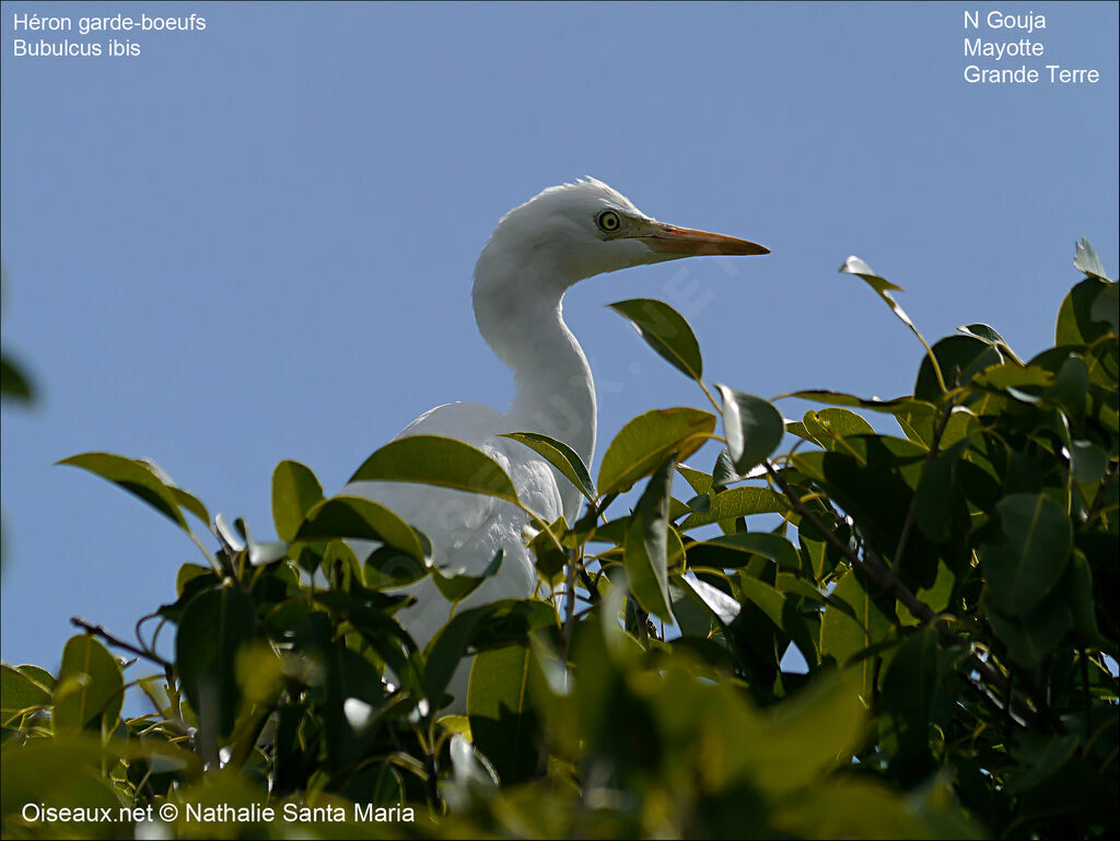 Western Cattle Egretadult, identification, habitat, Behaviour